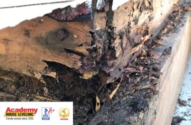 termite damage