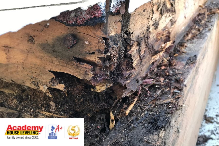 termite damage