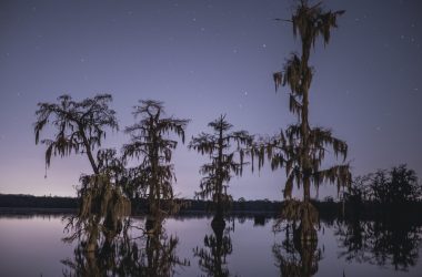 green trees on body of water