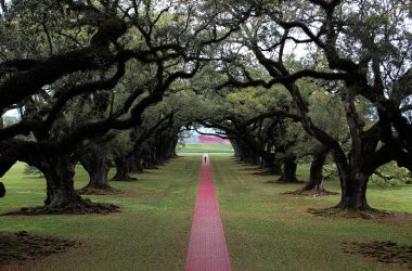 green grass field with trees
