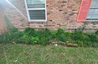 Weeds growing in the front yard of a house.