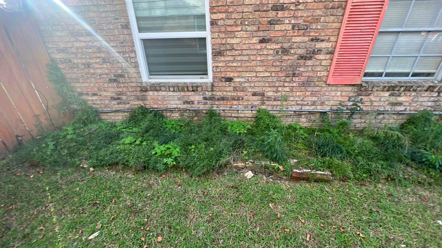 Weeds growing in the front yard of a house.