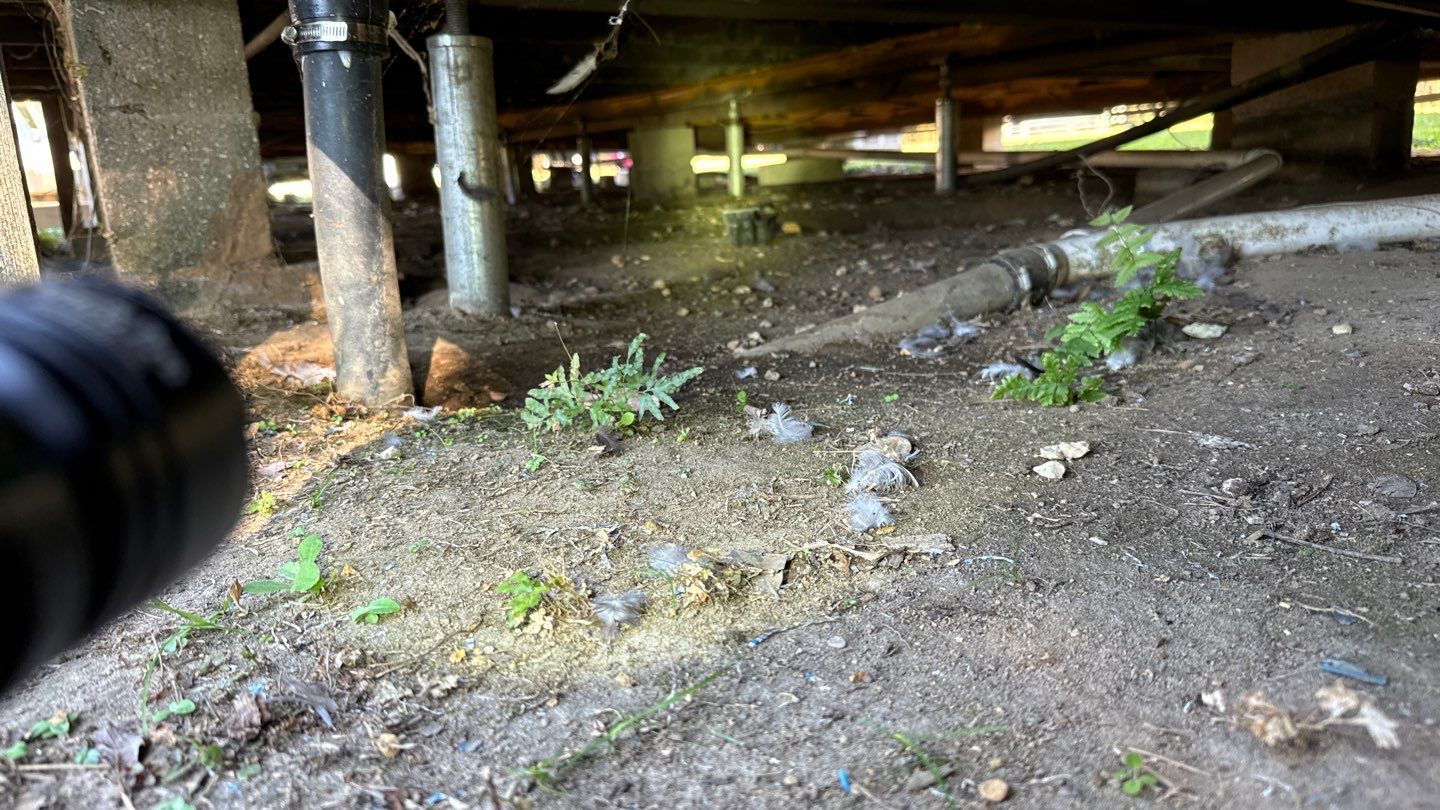 Underneath a structure in Louisiana, various pipes and plants are visible on the dirt floor. A camera lens is partially visible in the left foreground, possibly capturing details for pier and beam foundation repair.
